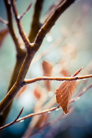 macro photography of bare tree HD wallpaper