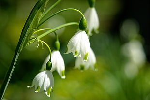 close-up photography of white petaled flowers