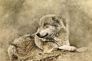 grey wolf painting, Wolf, Art, Predator HD wallpaper