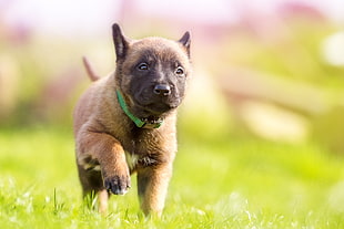 black mask brown Belgian Malinois Puppy HD wallpaper