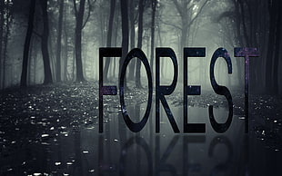 Forest text wallpaper, forest, mist, typography, nature HD wallpaper