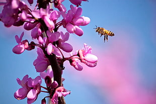 bee with purple petaled flower HD wallpaper