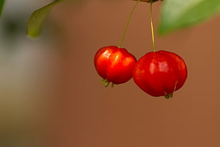 depth of field photography of two round red fruits HD wallpaper