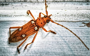 brown longhorn beetle in closeup photography HD wallpaper