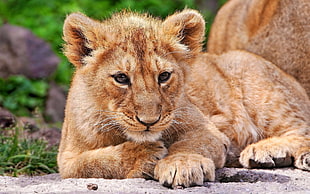 brown lion cub focus photo HD wallpaper