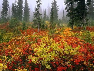 yellow and orange floral garden