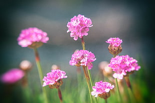 shallow focus photography of Pink Flowers during day time HD wallpaper