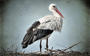 white and black stork HD wallpaper