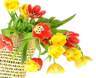 red and yellow petaled flowers