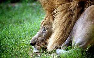 brown lion, anime, animals, lion, grass