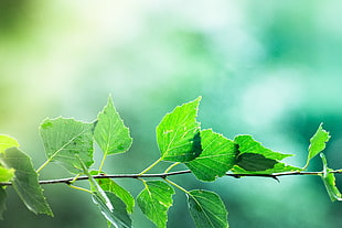 green leaves