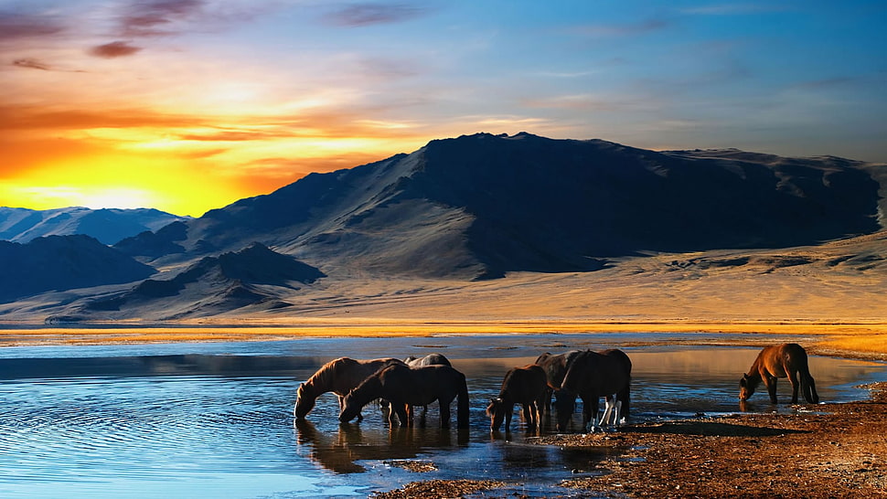 herd of horses, landscape HD wallpaper