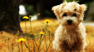 long-coated brown puppy, dog