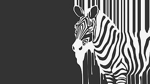 white and black zebra digital wallpaper, zebras, minimalism, monochrome, artwork HD wallpaper