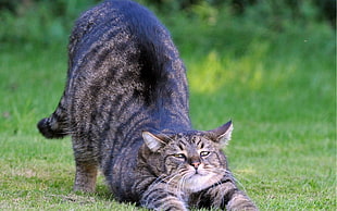 gray tabby cat on green grass field during daytime HD wallpaper