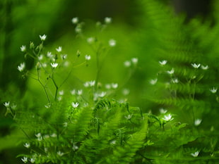 macro photography of green leaf plant