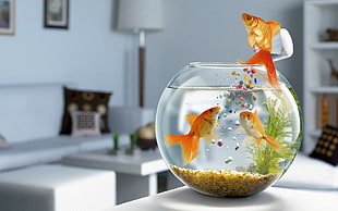 shallow focus of gold fish in fish bowl HD wallpaper
