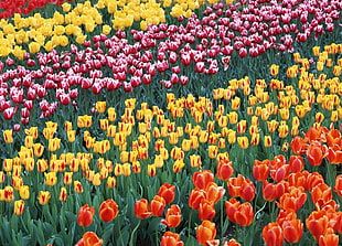 yellow, red, and purple tulip flowers HD wallpaper