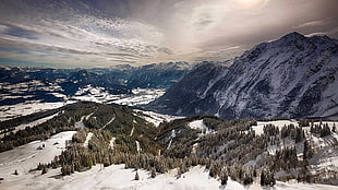 green trees surrounded by snowy mountain, snow, landscape, pine trees, mountains