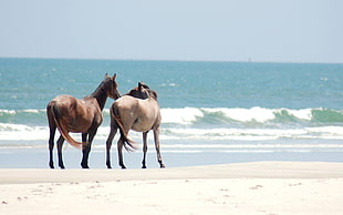 two brown horses by the seashore during daytime HD wallpaper