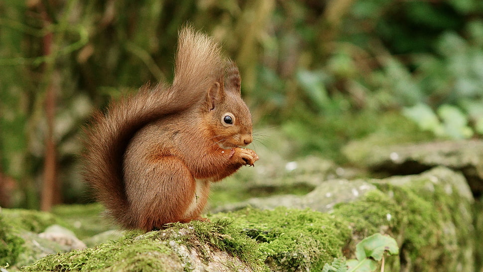 squirrel sitting on gray stone HD wallpaper