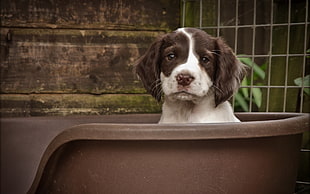 short-coated white and black puppy on black container during daytime