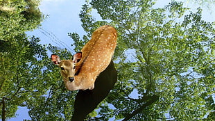 shallow focus photography of brown deer under green leaved tree