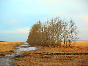 withered trees under clear blue sky during daytim photo