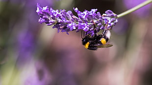 bumblebee perching on purple petaled flower closeup photography HD wallpaper