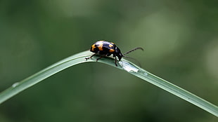 closeup photo of black and yellow bug on green leaf HD wallpaper