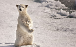 Polar bear on snowfield HD wallpaper