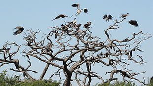 flock of white-and-black bird, animals, birds, nature, flying
