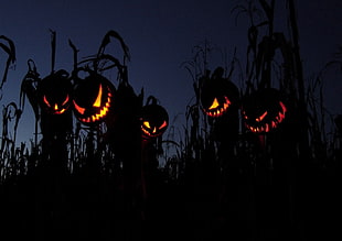 five jack o' lanterns during daytime