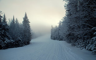 green trees with snow, winter, landscape