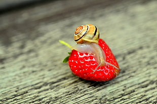 selective focus photography of beige snail on strawberry HD wallpaper