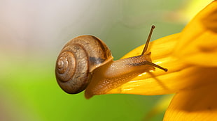 closeup photo ofo ]brown snail on yellow petaled flower HD wallpaper