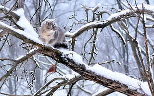 gray fur cat on tree branch covered with snow HD wallpaper