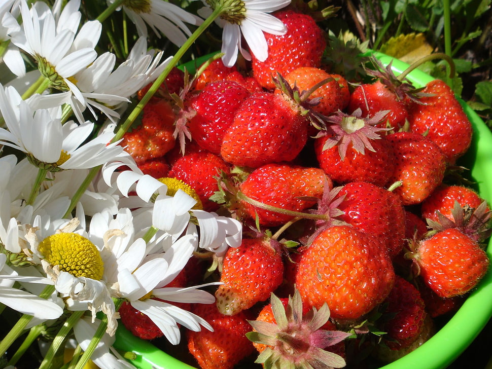 strawberries beside daisy HD wallpaper