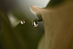 closeup photography of water teardrop, lily HD wallpaper
