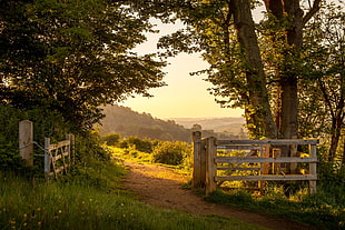 green leafed tree, nature, landscape, England, summer