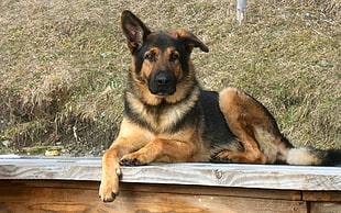 adult black and brown German shepherd HD wallpaper