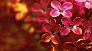 pink flowers, flowers, nature, lilac, macro