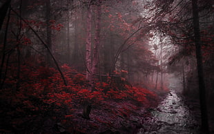 red tree, red, trees, black cats, river HD wallpaper