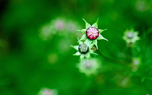 macro photograph of red flower bud