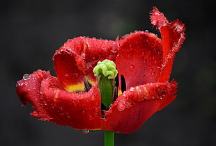 red petaled flower on focus photo with water dew, tulip HD wallpaper