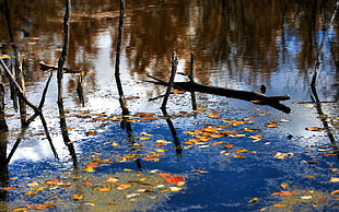 dry leaves on body of water HD wallpaper