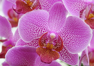 selective focus photo of purple Moth Orchid HD wallpaper
