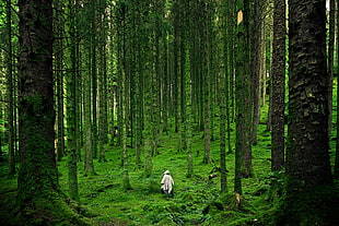 person standing in the middle of the forest