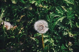 dandelion macro photography HD wallpaper