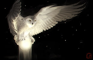 white owl illustration, digital art, owl HD wallpaper